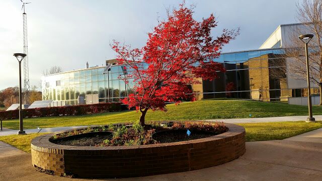 A photograph of a tree in front of the technology building 