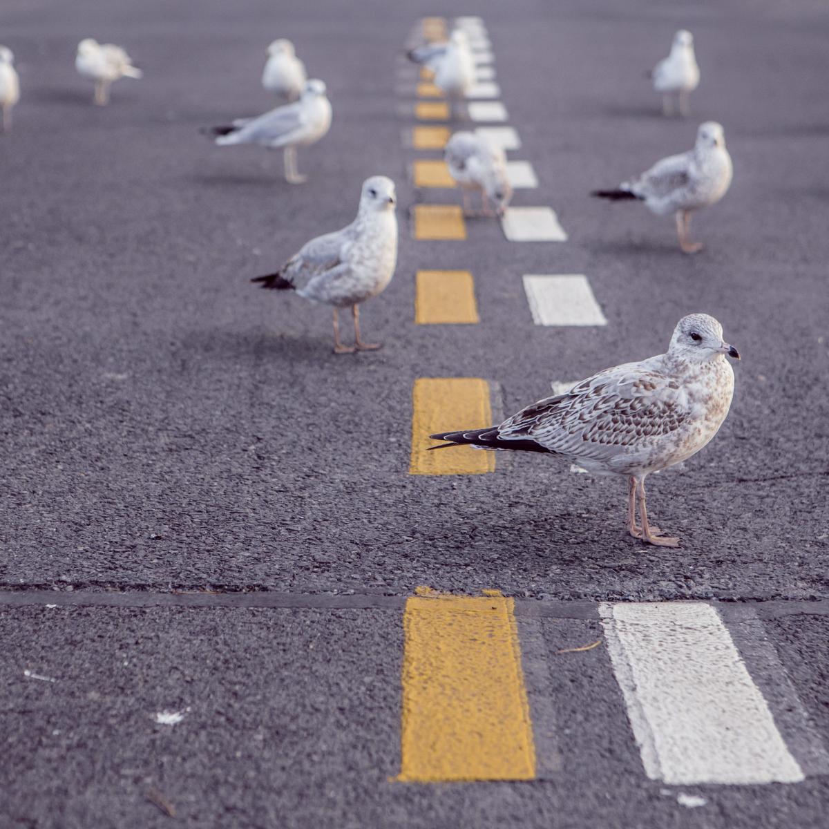 Seagulls on a street with yellow and white dotted lane dividers. Stock photo courtesy of Gratisography.com