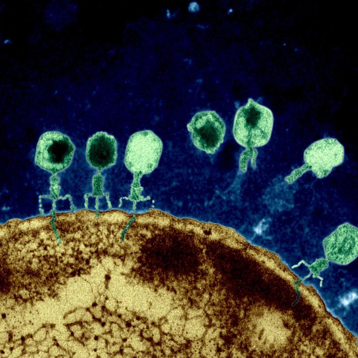 Microscope image of bacteriophages injecting DNA into a cell. 