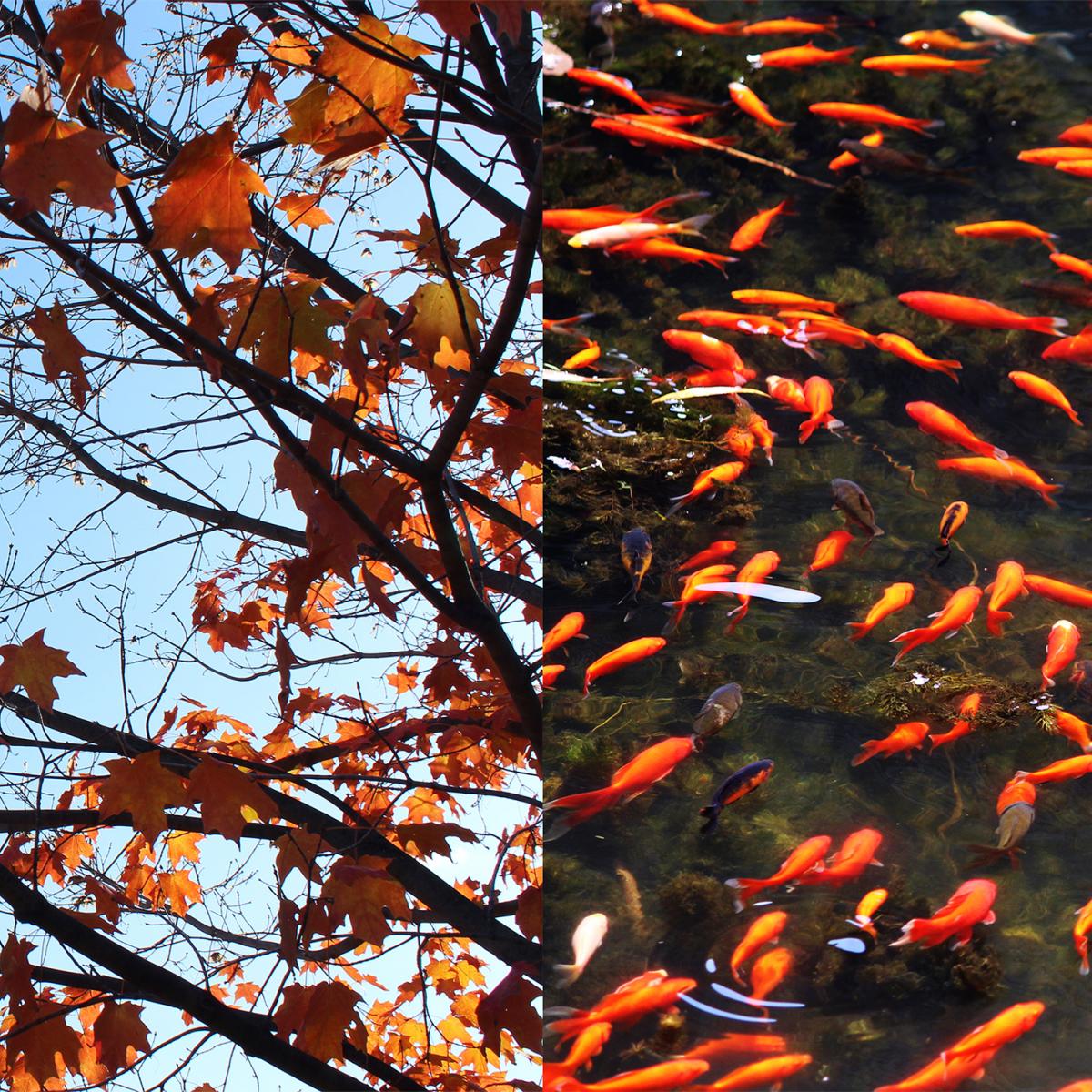 Image of a tree juxtaposed with swimming fish