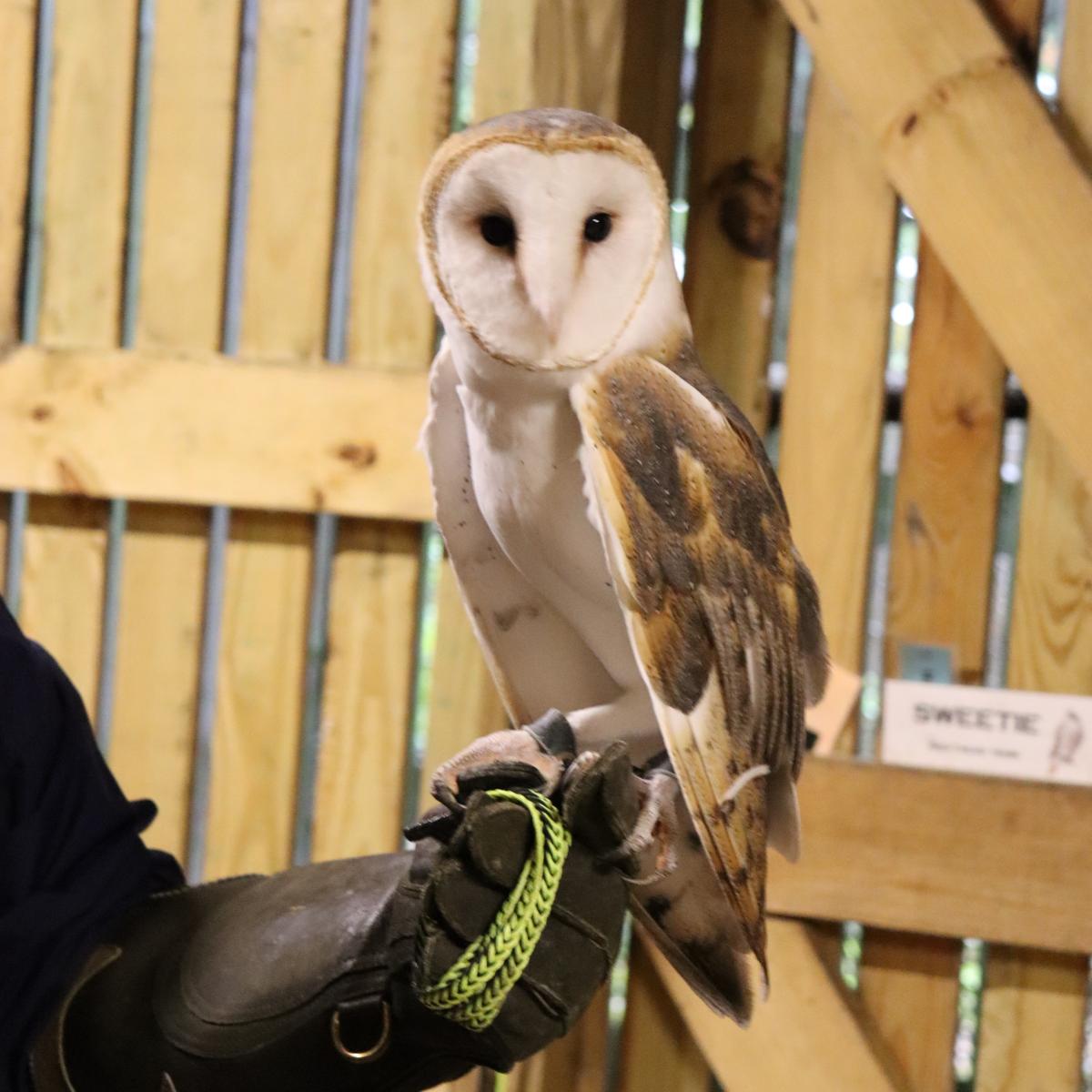 Radar, American barn owl ambassador, Cleveland Museum of Natural History Wildife Center, Oct. 24, 2025. Photo by Alex Gray