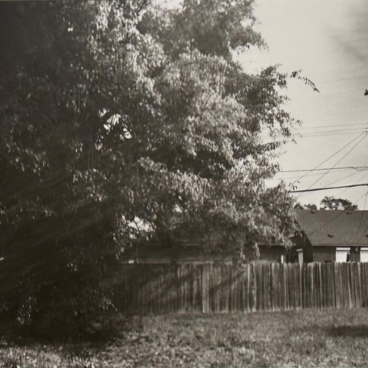 “Our Pear Tree” by Francesca Gregory