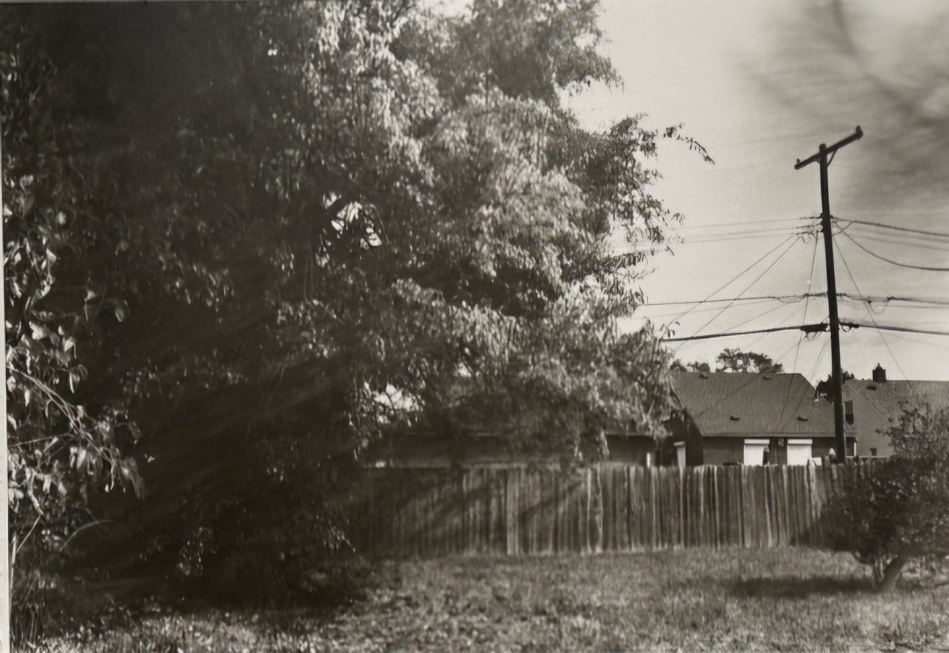 “Our Pear Tree” by Francesca Gregory